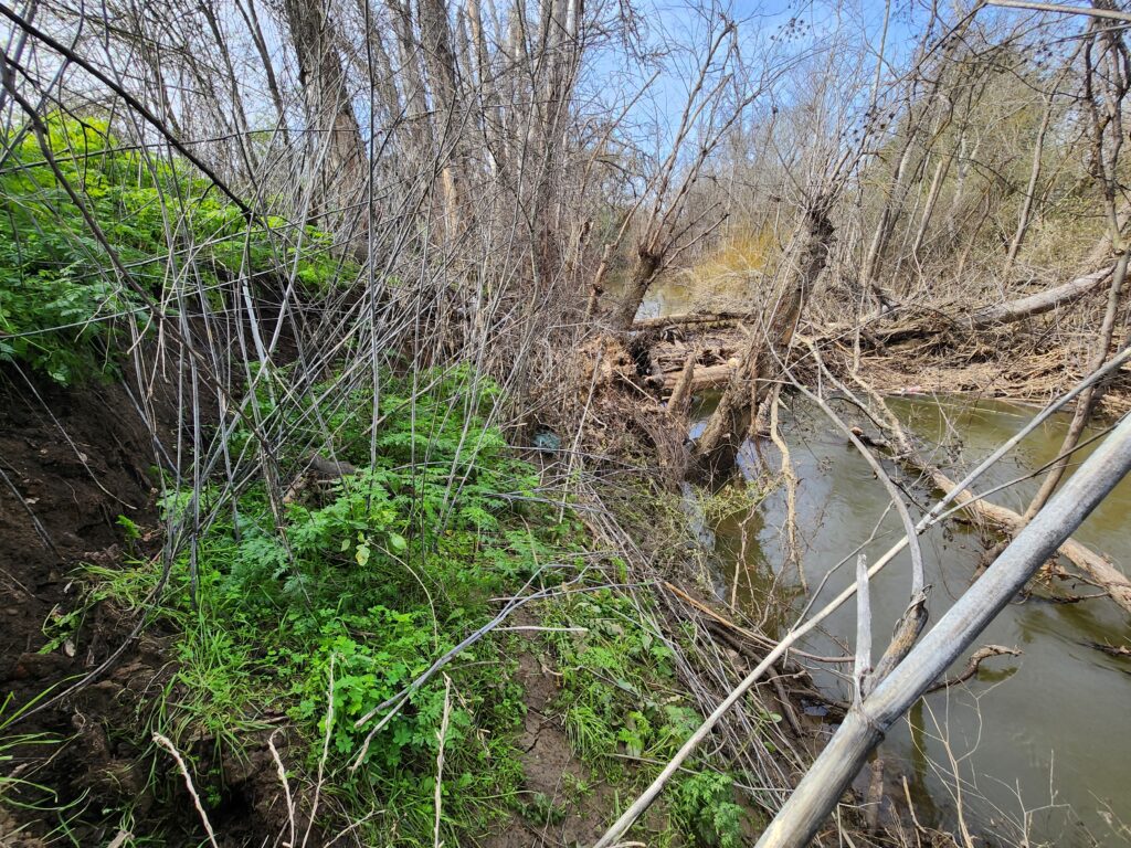 Improving the flow of the creek via tree removal 