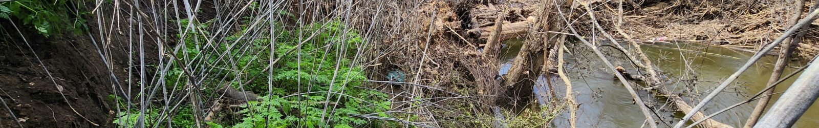 Creek tree removal, blocked creek